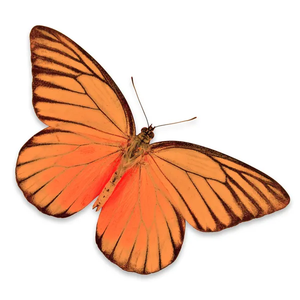 Mariposa naranja — Foto de Stock
