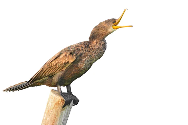 Indian Cormorant bird — Stock Photo, Image