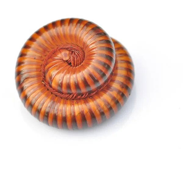 Millipede — стокове фото