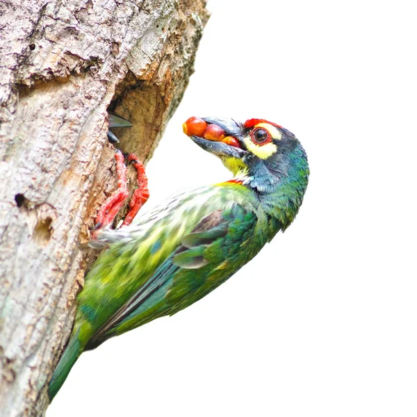 Passarinhos — Fotografia de Stock