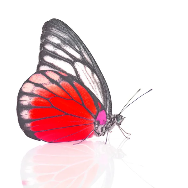 Witte en rode vlinder — Stockfoto