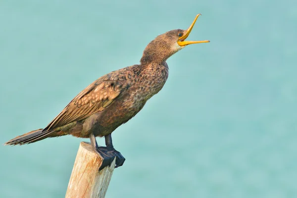 Indiase Aalscholver vogel — Stockfoto
