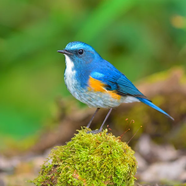 Oiseau à queue bleue de l'Himalaya — Photo
