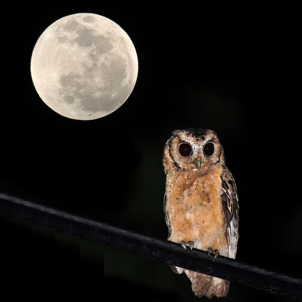 Búho de Scops con cuello — Foto de Stock