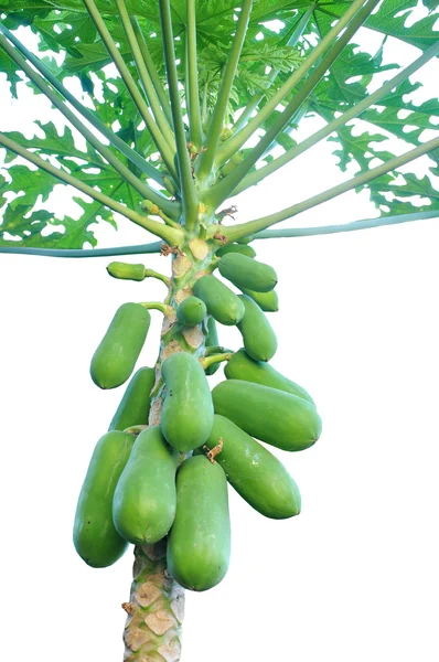 Papaya bomen — Stockfoto
