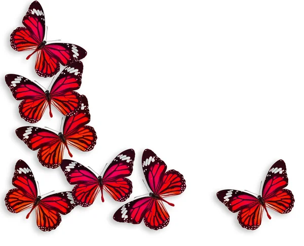 Hintergrund Schmetterling — Stockfoto