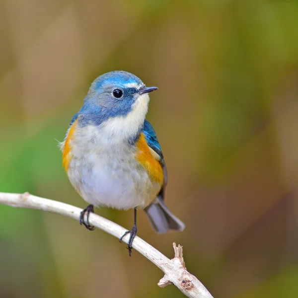 Rood-geflankeerd bluetail vogel — Stockfoto