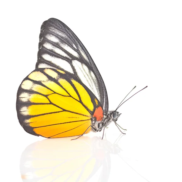 Farfalla bianca e gialla — Foto Stock