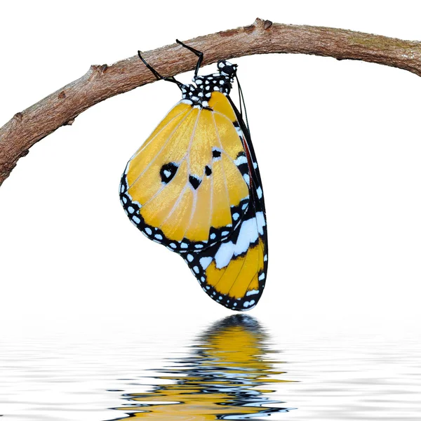 Uralkodó pillangó — Stock Fotó