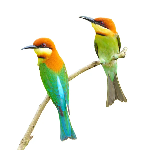 Bee eater Bird — Stock Photo, Image