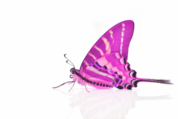 Ροζ πεταλούδα — Φωτογραφία Αρχείου