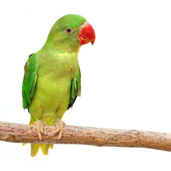 Belo papagaio verde Fotografia De Stock