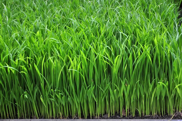Plántulas de arroz — Foto de Stock
