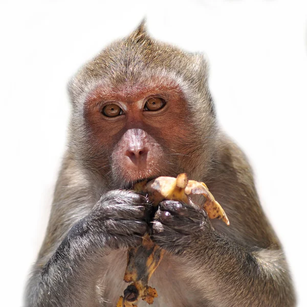 猿のクローズ アップ — ストック写真