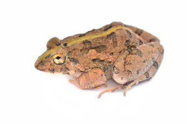 ortak orman kurbağa