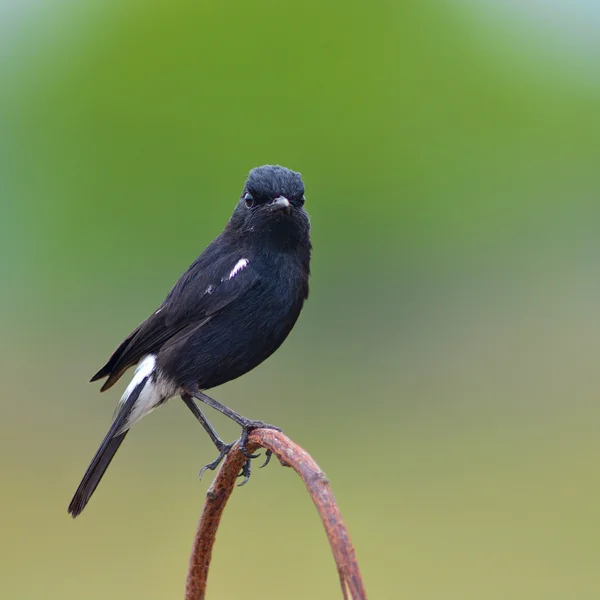 Pták bushchat — Stock fotografie