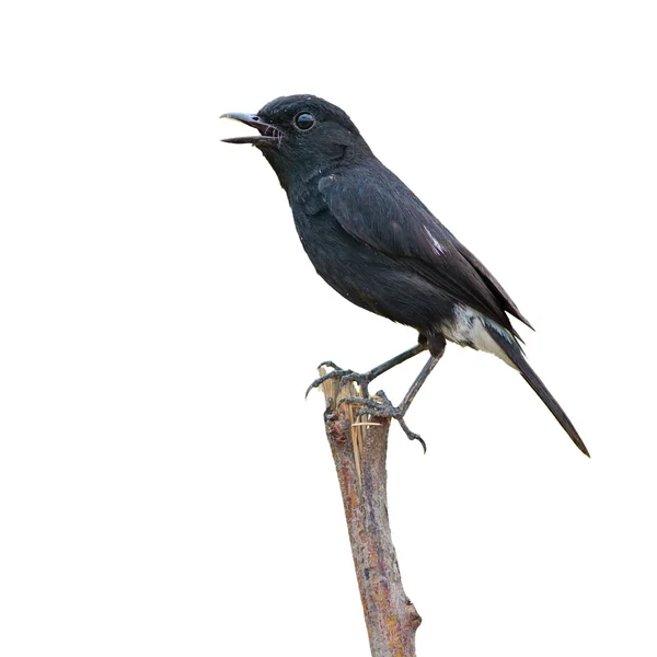 Pied bushchat πουλί — Φωτογραφία Αρχείου