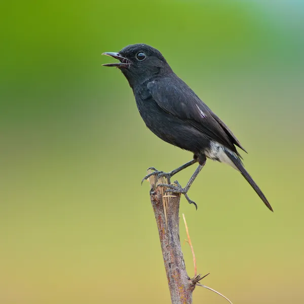 ムナジロ bushchat 鳥 — ストック写真