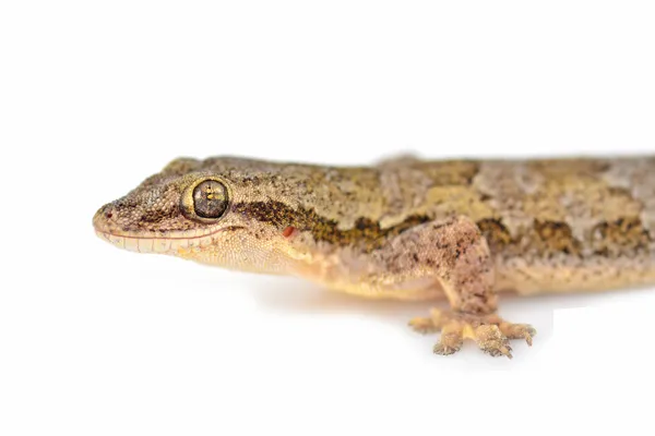 Common house gecko — Stock Photo, Image