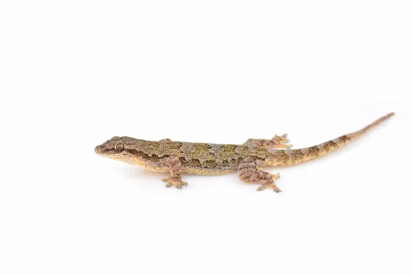 Common house gecko — Stock Photo, Image