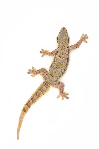 Gemensamma hus gecko — Stockfoto
