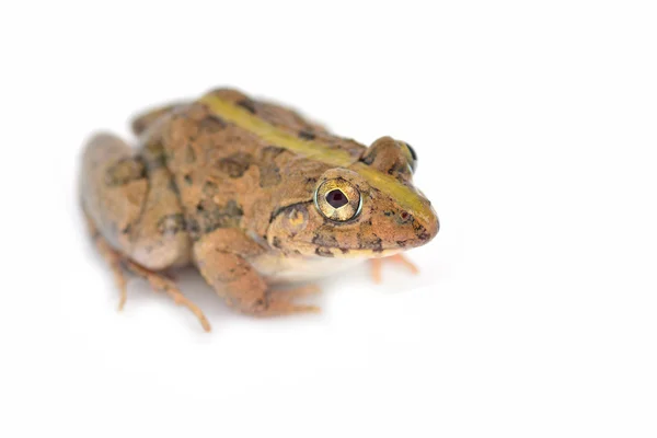 常见的丛林青蛙 — 图库照片
