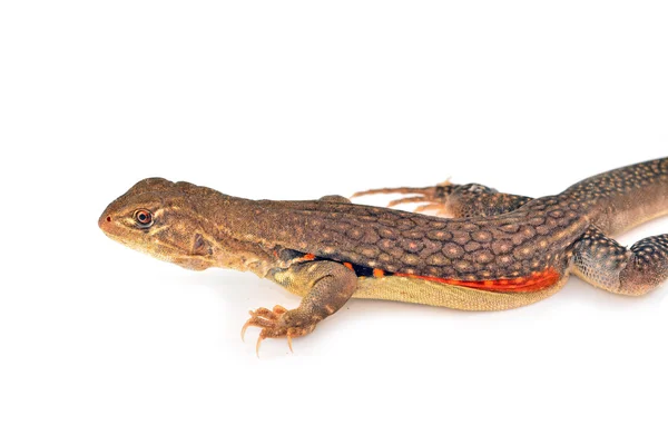 Borboleta Agama Lagarto — Fotografia de Stock