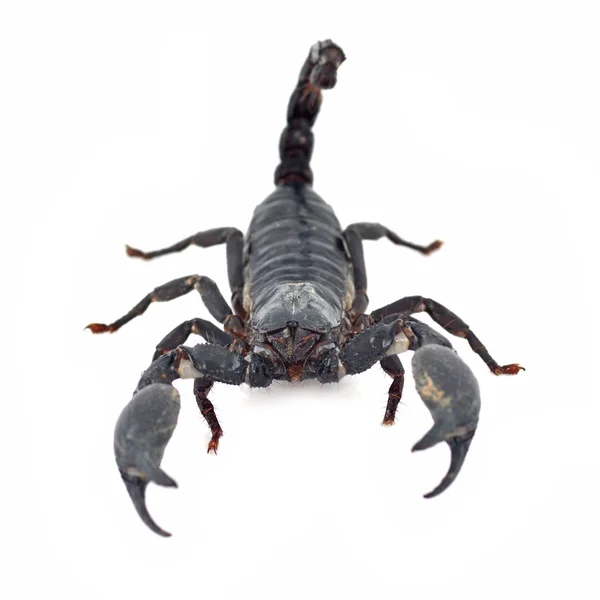 Czarny Skorpion — Zdjęcie stockowe