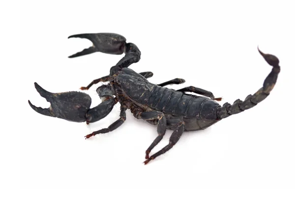 Escorpião preto — Fotografia de Stock