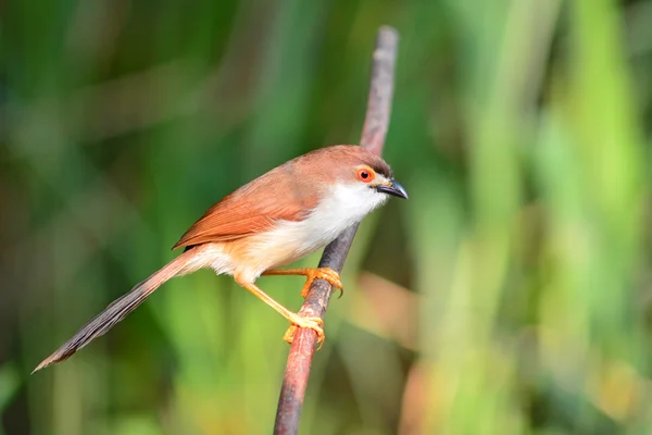 Gelbäugiger Schwätzer-Vogel — Stockfoto