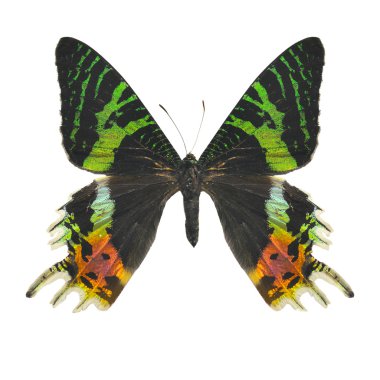 güzel renkli kelebek