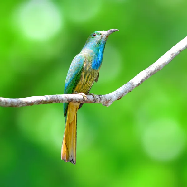 蓝胡子的食蜂鸟鸟 — 图库照片