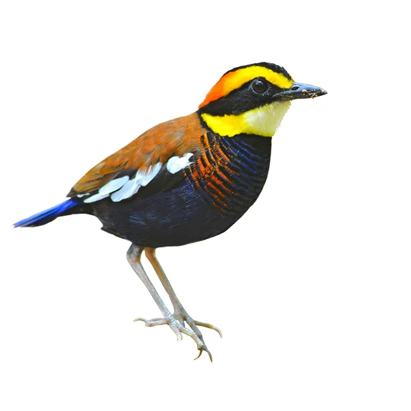 Oiseau pitta bagué — Photo