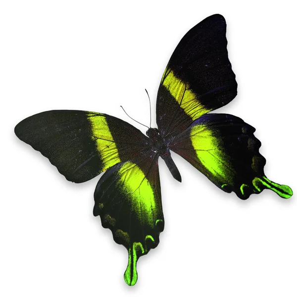Красива чорно -жовта метелик — Stockfoto