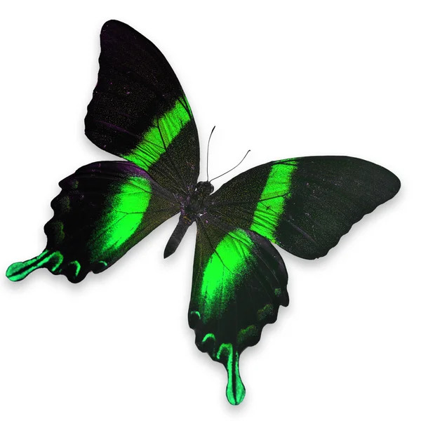 Beau papillon noir et vert — Photo