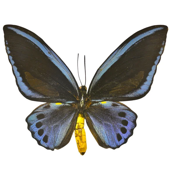 Όμορφο μαύρο και μπλε πεταλούδα — Φωτογραφία Αρχείου