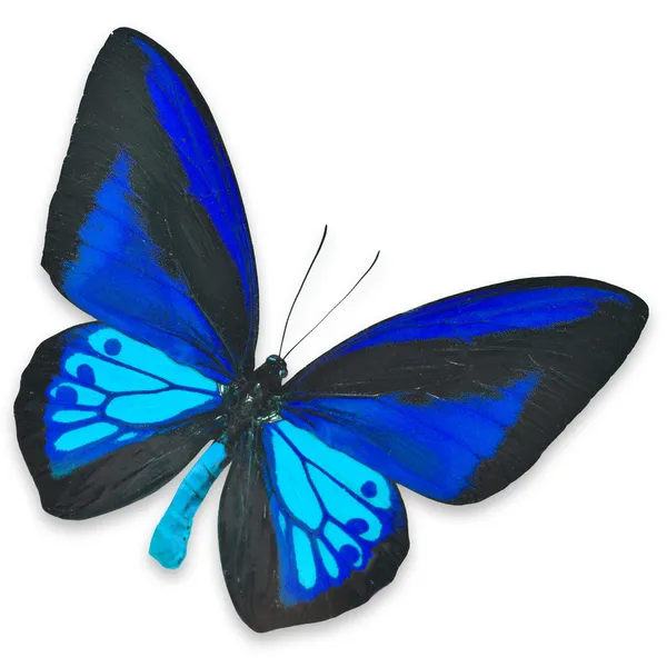 Hermosa mariposa negra y azul — Foto de Stock