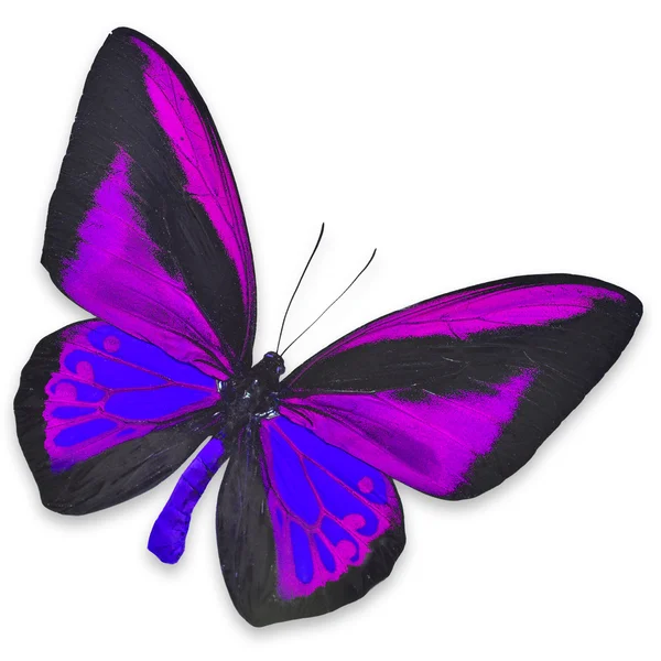 Черная и фиолетовая бабочка — стоковое фото