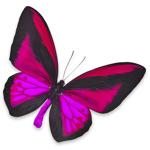 Hermosa mariposa negra y rosa — Foto de Stock