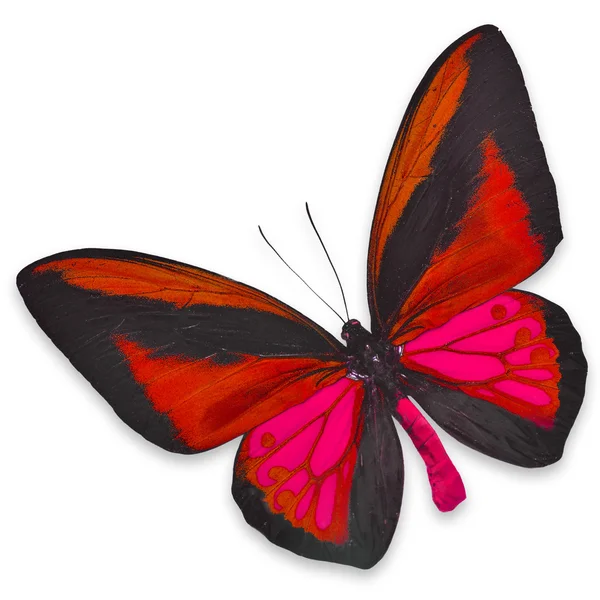 Schöner schwarzer und roter Schmetterling — Stockfoto