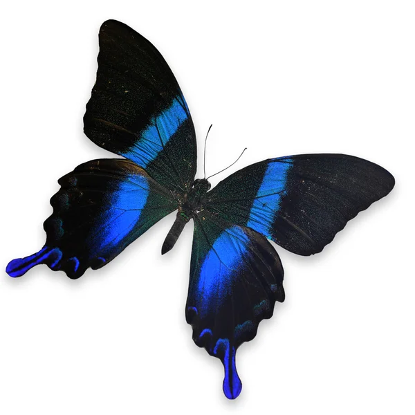 Krásný modrý a zelený motýl — Stock fotografie