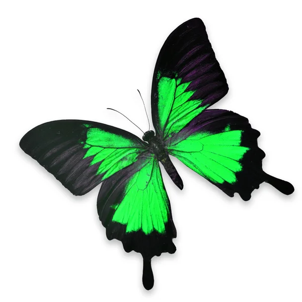 Schöner schwarzer und grüner Schmetterling — Stockfoto