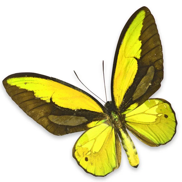 Yellow butterfly — Stock Photo, Image