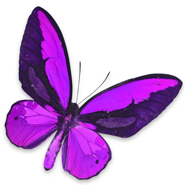 Purple butterfly — Stock Photo, Image