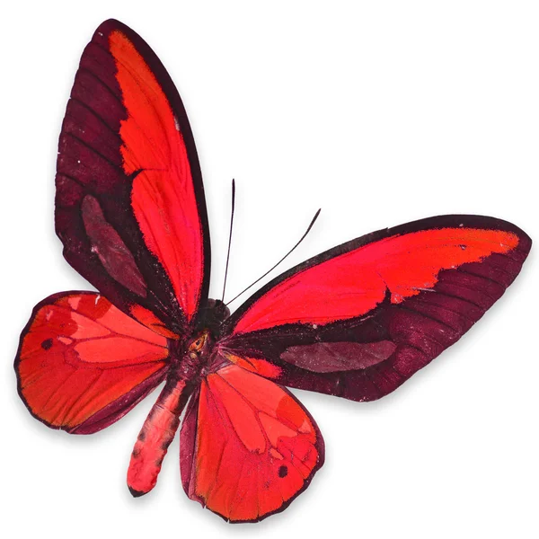 Red butterfly — Stock Photo, Image