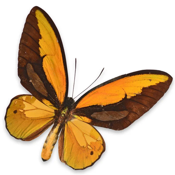 Mariposa amarilla — Foto de Stock