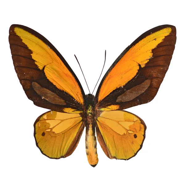 Mariposa amarilla — Foto de Stock