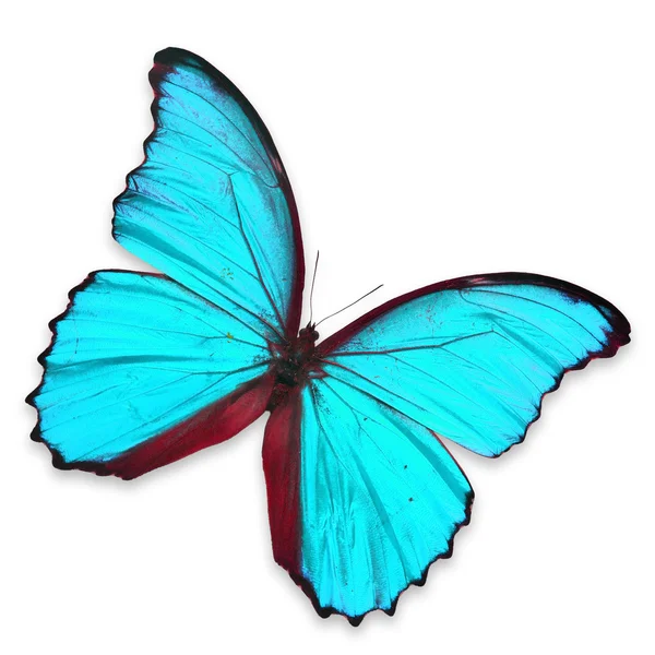 Blue butterfly — Stock Photo, Image