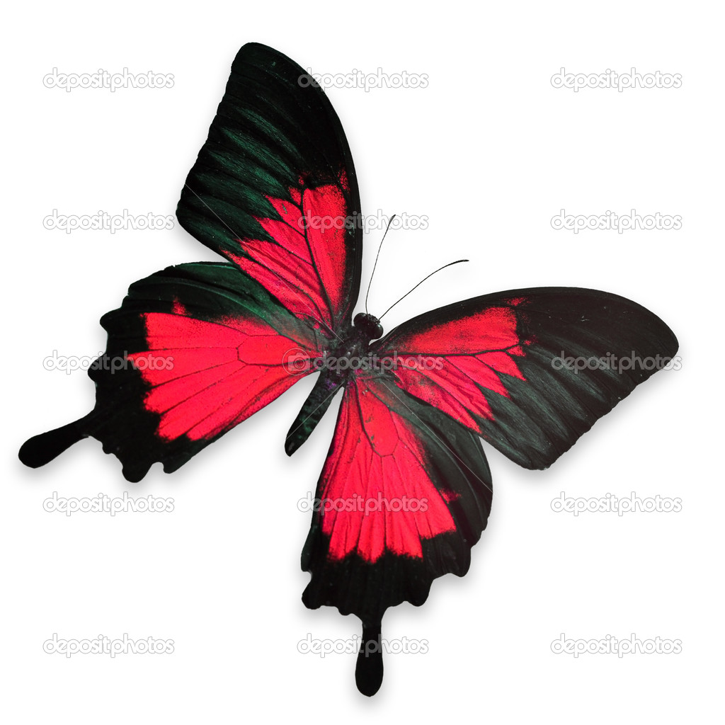 Black And Red Butterfly Background