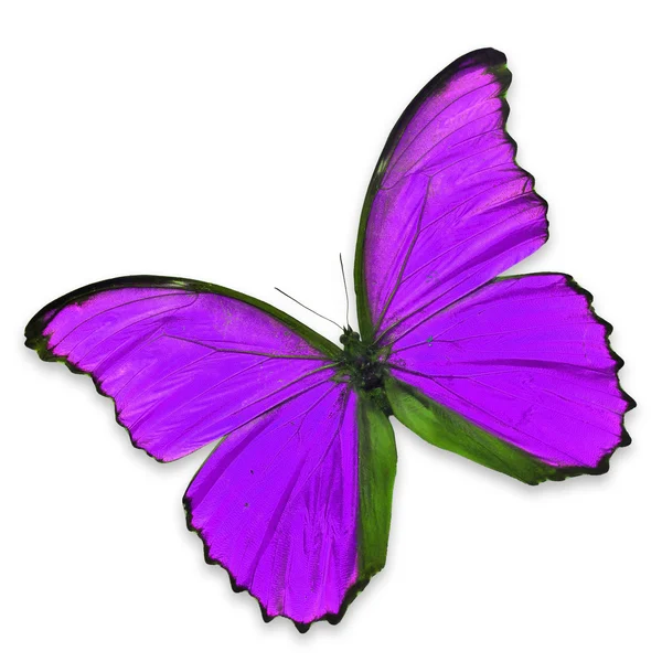 Papillon violet — Photo